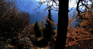 bois du Barmail