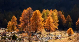 combe du Trovet
