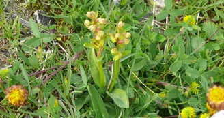 orchis nain