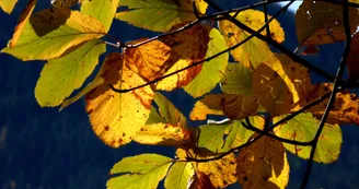 landry feuilles