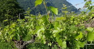 Vignes et coteaux