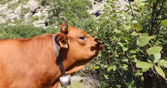 vache sur le chemin du lac vert