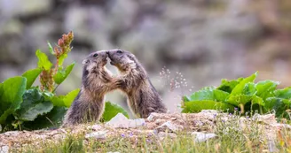 Marmottes Marmottes
