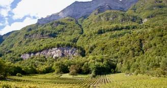 La Vigne sous les cascades