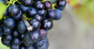 Mondeuse
