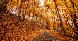 Automne à la Planchette