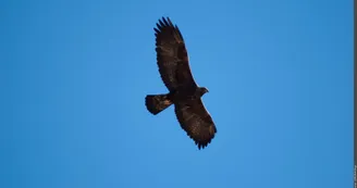 Aigle royal
