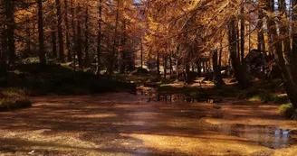 Décor d'automne Décor d'automne