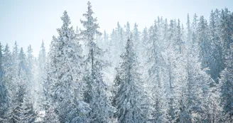 foret en hiver
