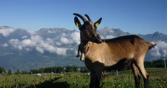 Bergerie du Rey