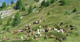 Bergerie du Rey