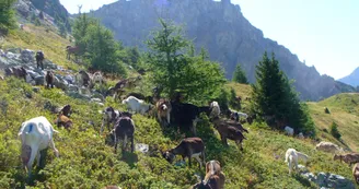 Bergerie du Rey