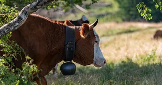 Les vaches de la Culaz Les vaches de la Culaz