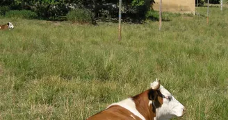 Vache et pisé Vache et pisé