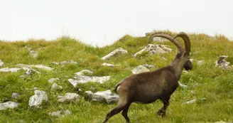 tour des glaciers bouquetin tour des glaciers bouquetin