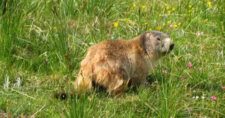 Marmotte Marmotte