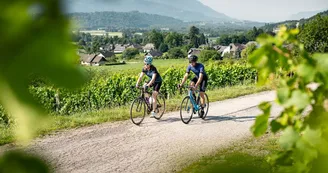 vélo vignoble