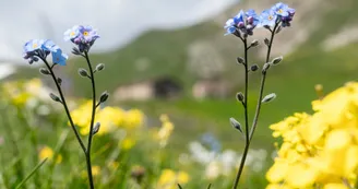 fleurs de montagne fleurs de montagne