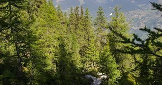 Sentier Mont Saint Jacques