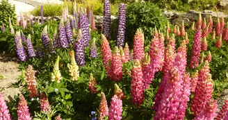 Lupins Lupins