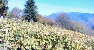 Sentier des vignes Aiton