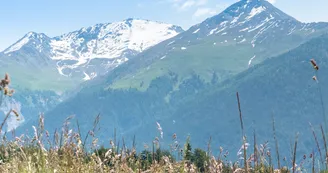 Champs de fleurs au départ de Aussois Plan de la Croix