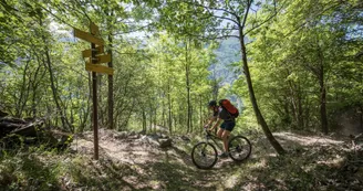 VTT