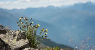 Flore de montagne Flore de montagne