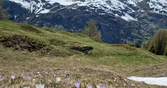 Circuit de randonnée : Nazonde_Sainte-Foy-Tarentaise