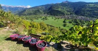 Vignes de La Côte d'Aime Vignes de La Côte d'Aime