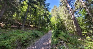 Dans la forêt sur le chemin de la boucle Cul de l'Ane - Bozel
