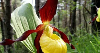Sabot de Vénus sur les Cascadelles