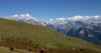 Les vaches "tarines" sur la boucle du Mont Jovet - Bozel Les vaches "tarines" sur la boucle du Mont Jovet - Bozel