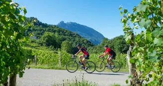 Circuit du vignoble