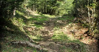 Piste VTT FFC rouge - La Féclaz Piste VTT FFC rouge - La Féclaz