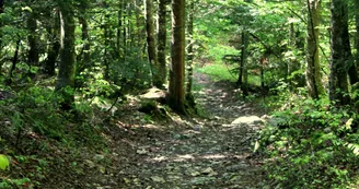 Piste VTT FFC rouge - La Féclaz Piste VTT FFC rouge - La Féclaz