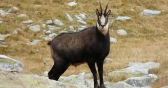 Chamois randonnées les Karellis