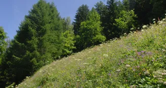 Nature Fleurs