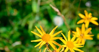 Flore Val d'Arly