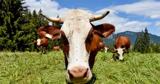 Vache abondance