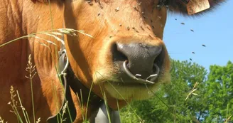 Tarine des Alpages du Cormet