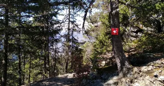 Sentier en forêt - balisage