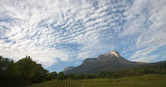 Vignobles au pied du Mont Granier