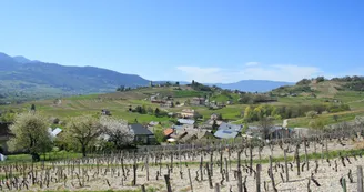 vignoble de chignin
