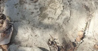 ammonite ammonite