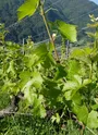 Vignes et coteaux
