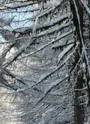 Randonnée en raquettes dans la forêt