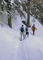 Randonnée en raquettes dans la forêt