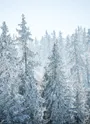 foret en hiver