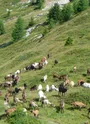 Paysage et chèvres